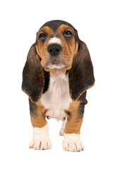 French basset artesien normand puppy standing looking up and seen from the front isolated on a white background