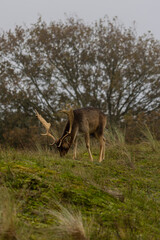 Beautiful deer with big horns walk in the forest, park. Deer eat grass. Beautiful foggy morning. Deer graze on the lawn. National Park with animals, deer.