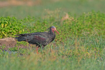 Northern Bald Ibis (Geronticus eremita) feeding in a field in Birecik, Turkey.