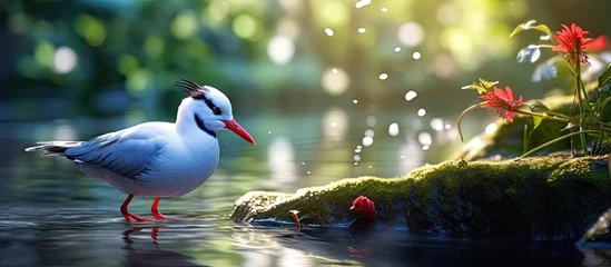 Deurstickers In the summer, amidst the tranquility of nature, a picturesque park in City, a black and white bird with a vibrant red beak runs by the blue lake, its feathers glistening in the sunlight, creating a © AkuAku