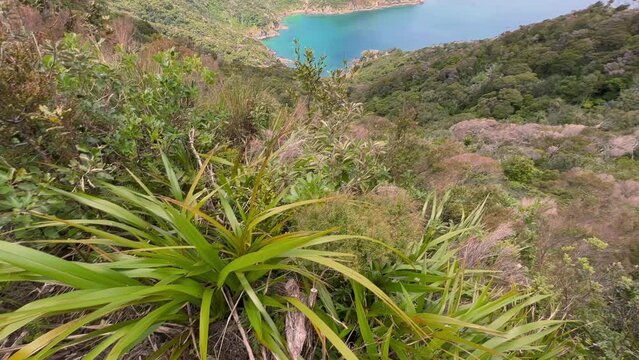 Native forest and islands on the Cape Brett Peninsula hike, Bay of Islands, Northland, New Zealand