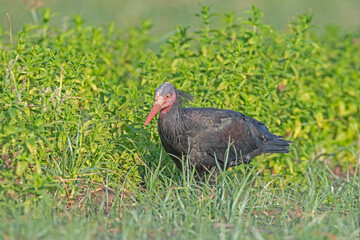 Northern Bald Ibis (Geronticus eremita) feeding in a field in Birecik, Turkey.