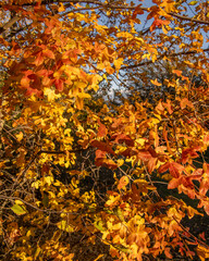 Magnifique photo aux couleurs dorées de l'automne
