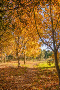 Magnifique photo aux couleurs dor&eacute;es de l'automne avec cette all&eacute;e en sous bois bord&eacute;e d'arbres