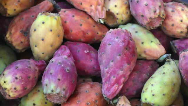 Prickly pear purple fruit close up