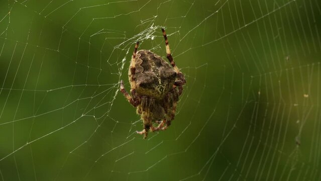Angular Orbweaver (Araneus angulatus) sitting in its cobweb