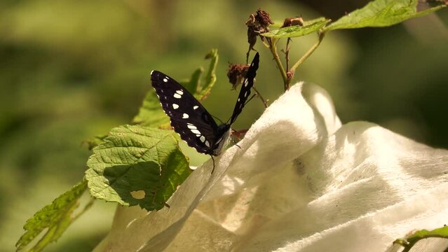 A southern white admiral (Limenitis reducta) sitting on a baby wipe.