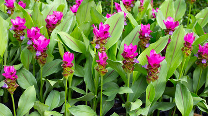 Pink flower of curcuma sessilis gage plant
