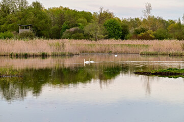 Zwei Schwäne (Cygnus) schwimmen über einen Teich im Vogelschutzgebiet NSG Garstadt bei Heidenfeld, Schweinfurt, Franken, Bayern, Deutschland	