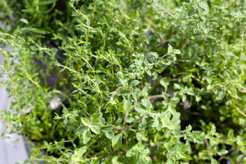 Fresh herbs in the garden