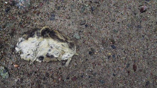 The sea threw up the remains of lemming (Lemmus) after the deadly migration of the masses of animals. eastern coast of Scandinavia, the Barents Sea fiord