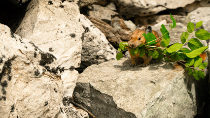 Pika Gathering Grasses 1
