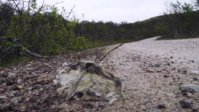 The sea threw up the remains of lemming (Lemmus) after the deadly migration of the masses of animals. eastern coast of Scandinavia, the Barents Sea fiord
