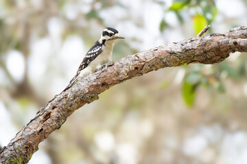 Downy Woodpecker