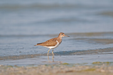 Common Sandpiper (Actitis hypoleucos) feeding in a wetland.