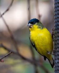 Close up of a male lesser goldfinch on a feeder.
