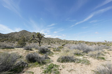 joshua tree national park