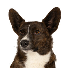Male Cardigan Corgi portrait isolated in white