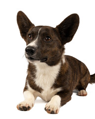 Male Cardigan Corgi lying down looking up isolated in white