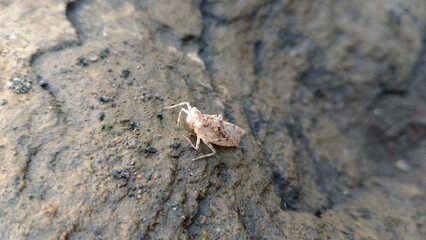 Grasshopper skin stuck to a log