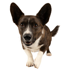 Male Cardigan Corgi walking toward the camera in white