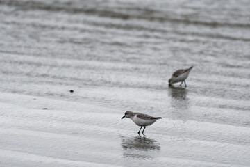 petit oiseau de bord de mer - baie de saint brieuc