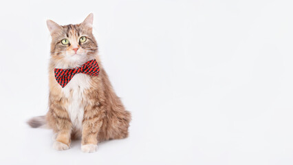 Portrait of a Cat with a red butterfly against a light background. Animal background. Cat on white background. Beautiful funny Kitten with a red bow tie. Cat posing at camera. Animal theme