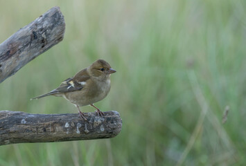 the female common chaffinch on the branch	