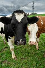 Two cows looking at the camera