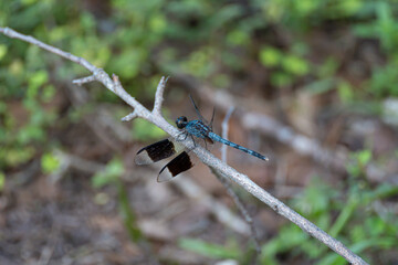 Blue Dragonfly