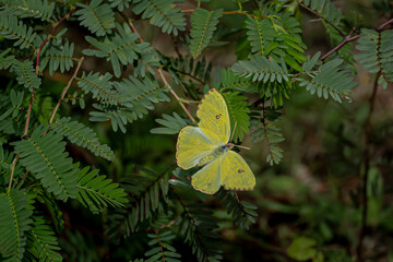 Cloudless Sulpher Butterfly