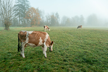Cows grazing in a foggy field
