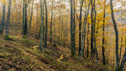 Obraz premium Yellow forest in late autumn