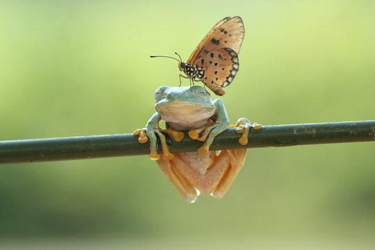 frogs, butterflies, a cute frog and a beautiful butterfly on its head
​