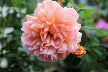 A view of a Flower in a garden