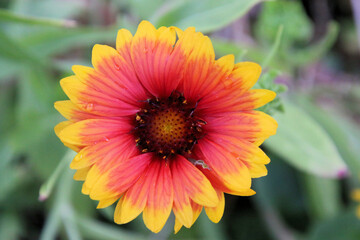 A view of a Flower in a garden