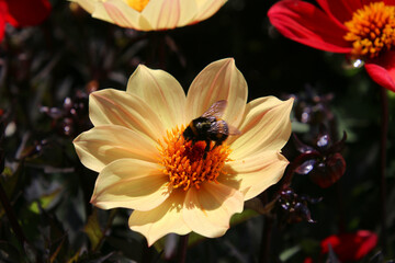 bee on flower