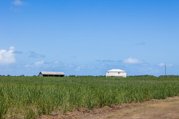 A farmhouse and a shed on a sugarcane farm in tropical Queensland, Australia