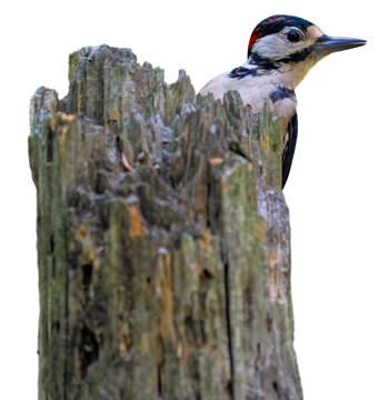Great Spotted Woodpecker (Dendrocopos major), PNG, isolated on transparent  background