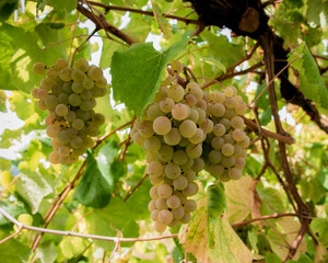 Fototapeta premium Grapes in his tree.
