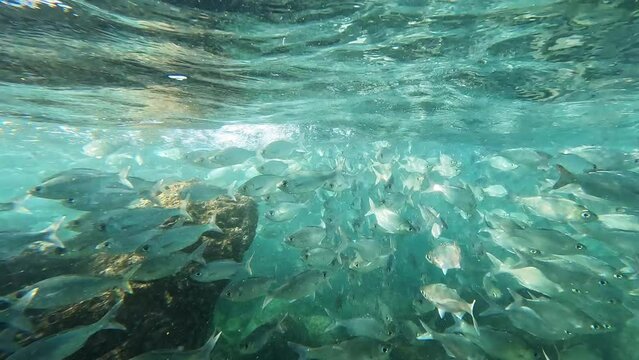 Snorkeling through school of bigeye shad moving with the current off the coast of Hawaii.