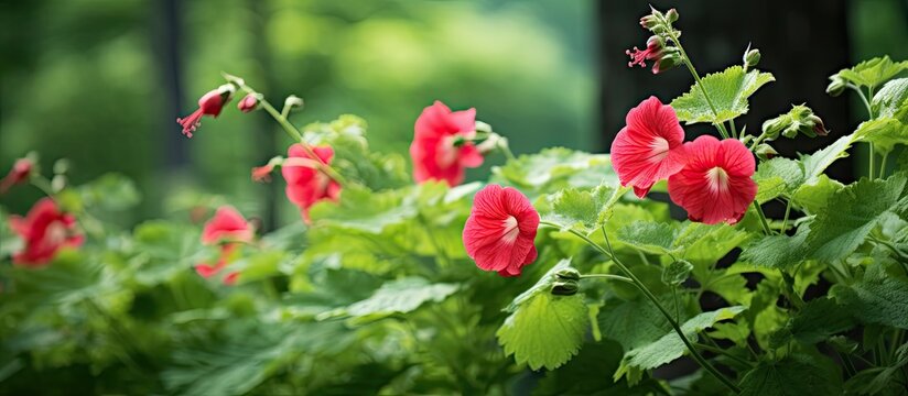 In the midst of Japan's summer, the beauty of nature unfolds across the landscape, with vibrant green hollyhock leaves adding a splash of color to the scenic foliage, showcasing the natural growth and