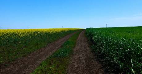 yellow rapeseed growing in a field on a farm