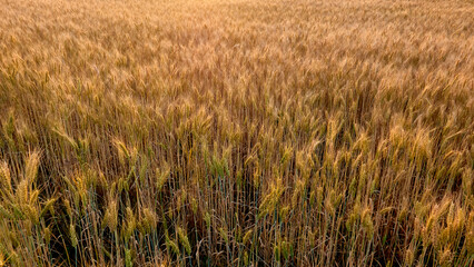 wheat growing in a field on a farm