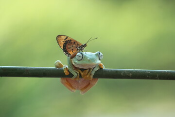 frogs, flying frogs, butterflies, a cute frog and a beautiful butterfly on its head
