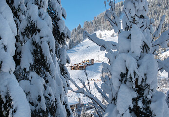 Ski slope in white snow in a forest of green pines and firs