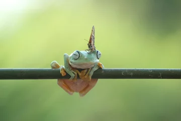 Fototapeten frogs, flying frogs, butterflies, a cute frog and a beautiful butterfly on its head © ridho
