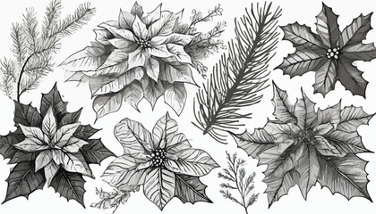 Set of black line art winter botanical Christmas poinsettia, pine cones, fir branches, twigs, leaves. Winter floral greenery line art hand drawn sketch. Vector outline illustration for wedding - obrazy, fototapety, plakaty