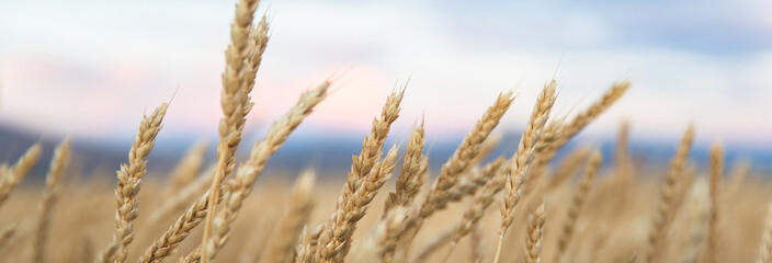 Fototapeta premium Wheat field at color sunset