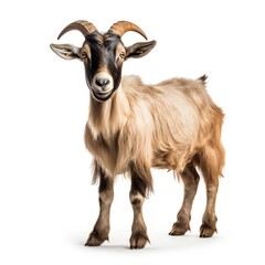 a goat with horns standing on a a goat with horns standingwhite background